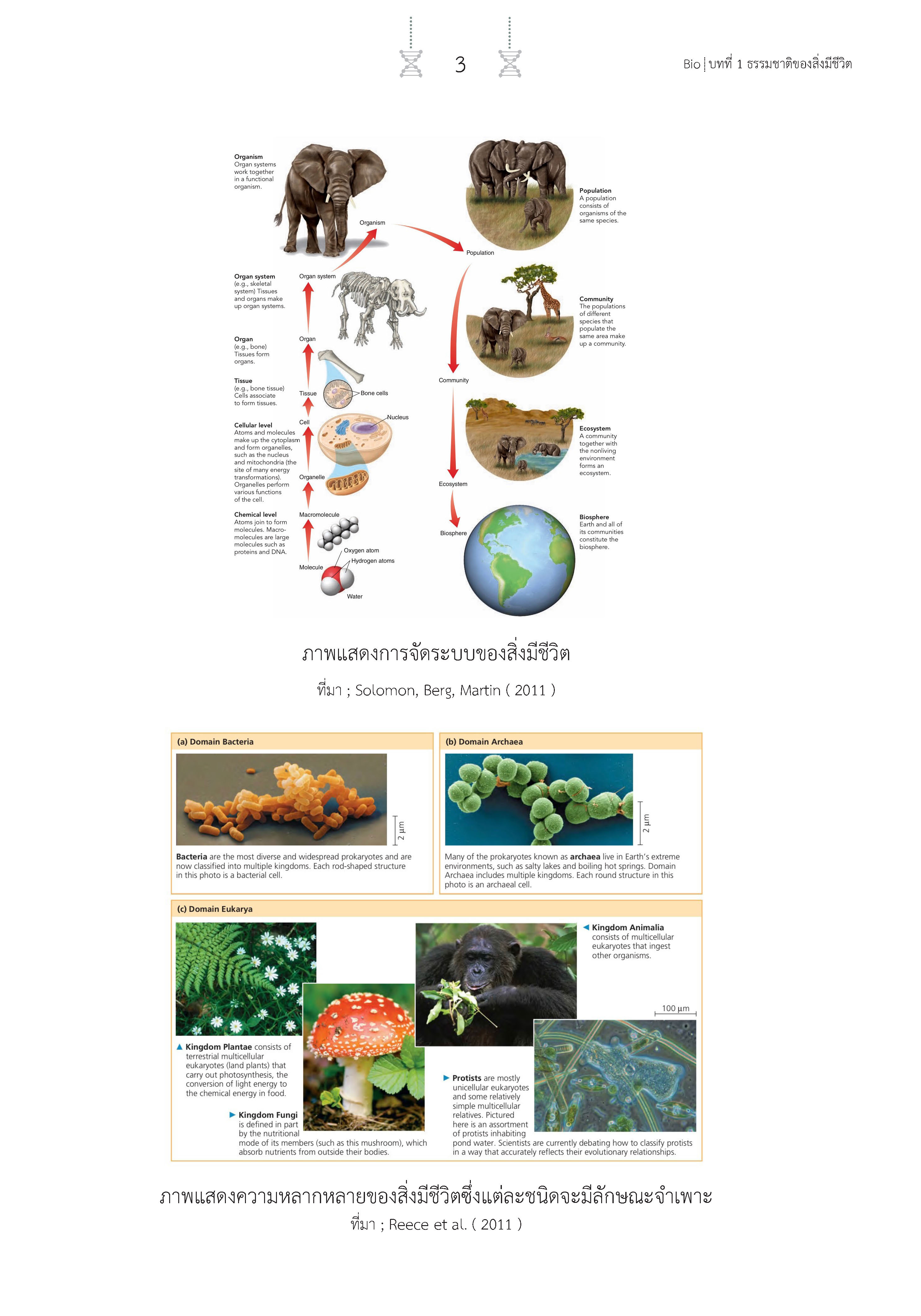 สรุปเข้ม ชีววิทยา เล่ม 1 (พิมพ์ 4 สี)