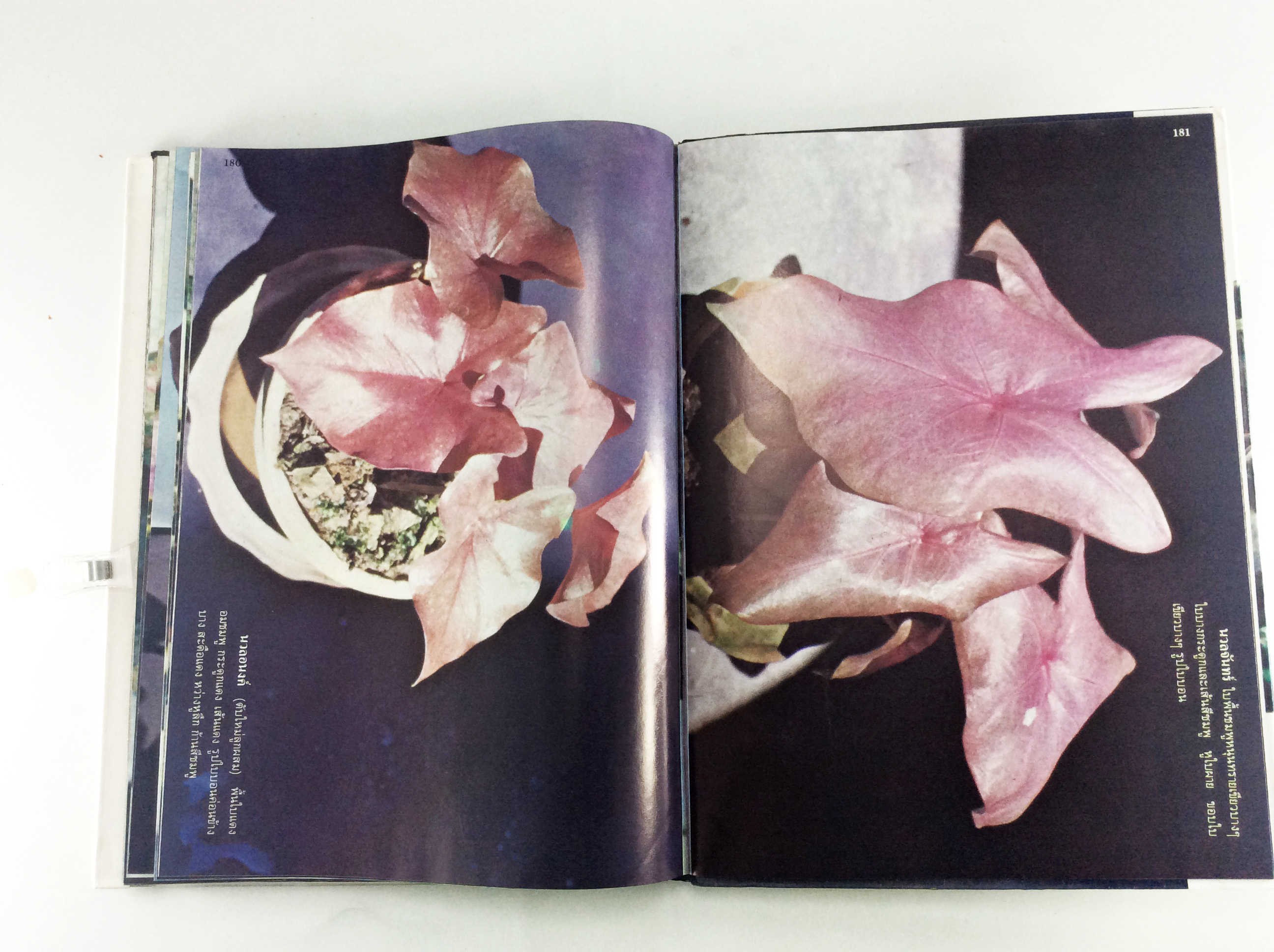 ตำนานบอนสีราชินีแห่งไม้ประดับ บอนสี ไม้ใบประดับ หนังสือเก่า หนังสือหายาก หนังสือสะสม