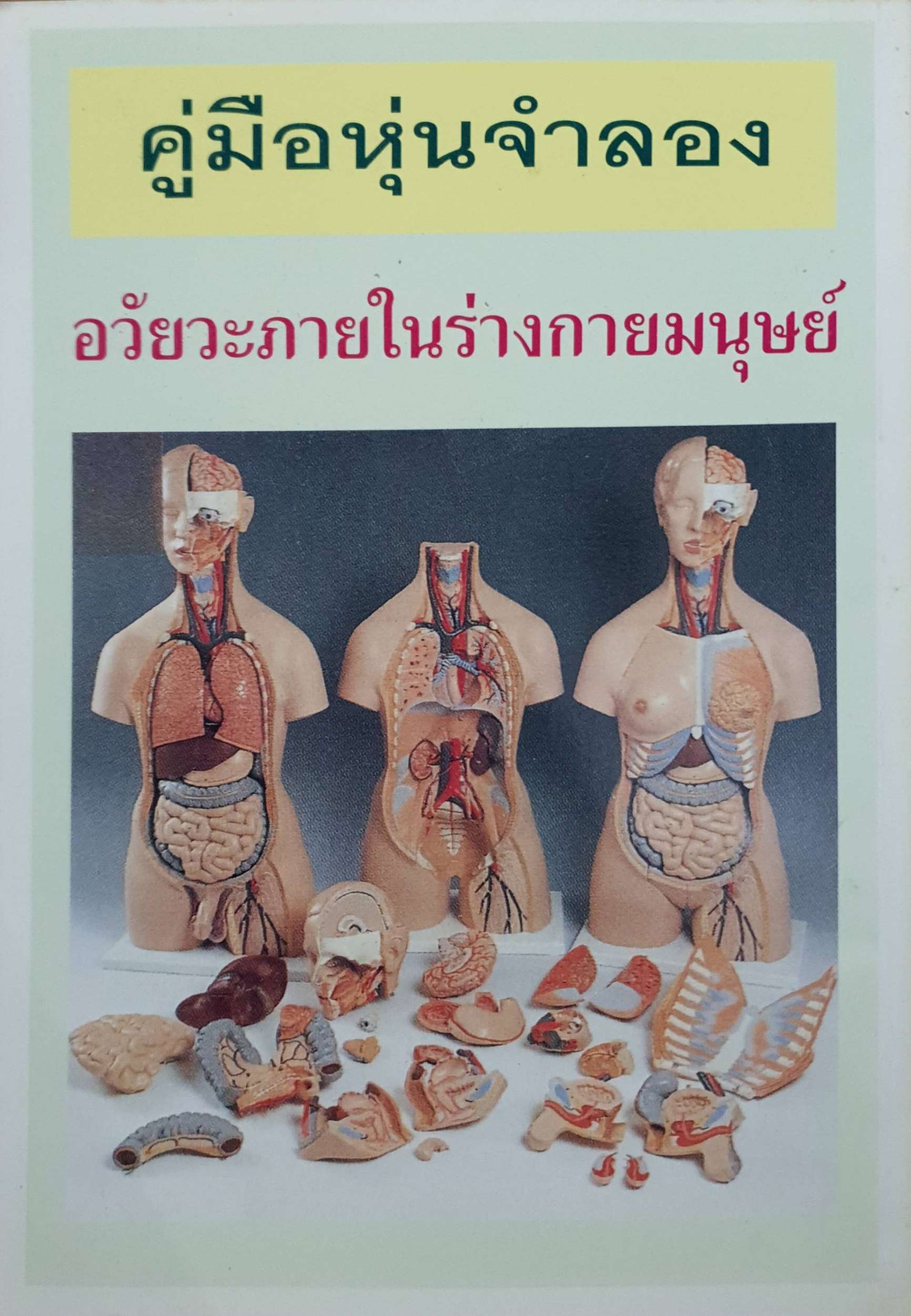 คู่มือหุ่นจำลอง อวัยวะภายในร่างกายมนุษย์