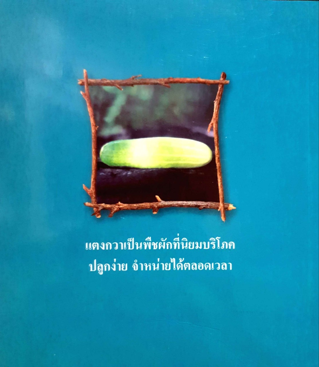 การปลูกแตงกวาเพื่อผลิตเป็นเมล็ดพันธ์ุ