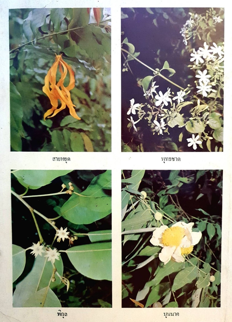 ดอกไม้ในวรรณคดี : ภารดาอำนวย ปิ่นรัตน์