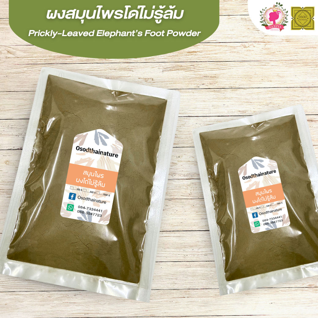 ผงโด่ไม่รู้ล้ม (Prickly Leaved Flephant's Foot Powder) ขนาด 500 1000 กรัม โด่ไม่รู้ล้ม บดละเอียด สมุนไพร แท้ 100% FG-HBP-035