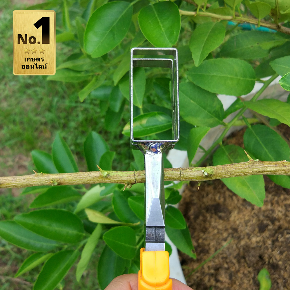 คีมตอนกิ่ง ใบมีดสแตนเลส ขนาด 10 นิ้ว