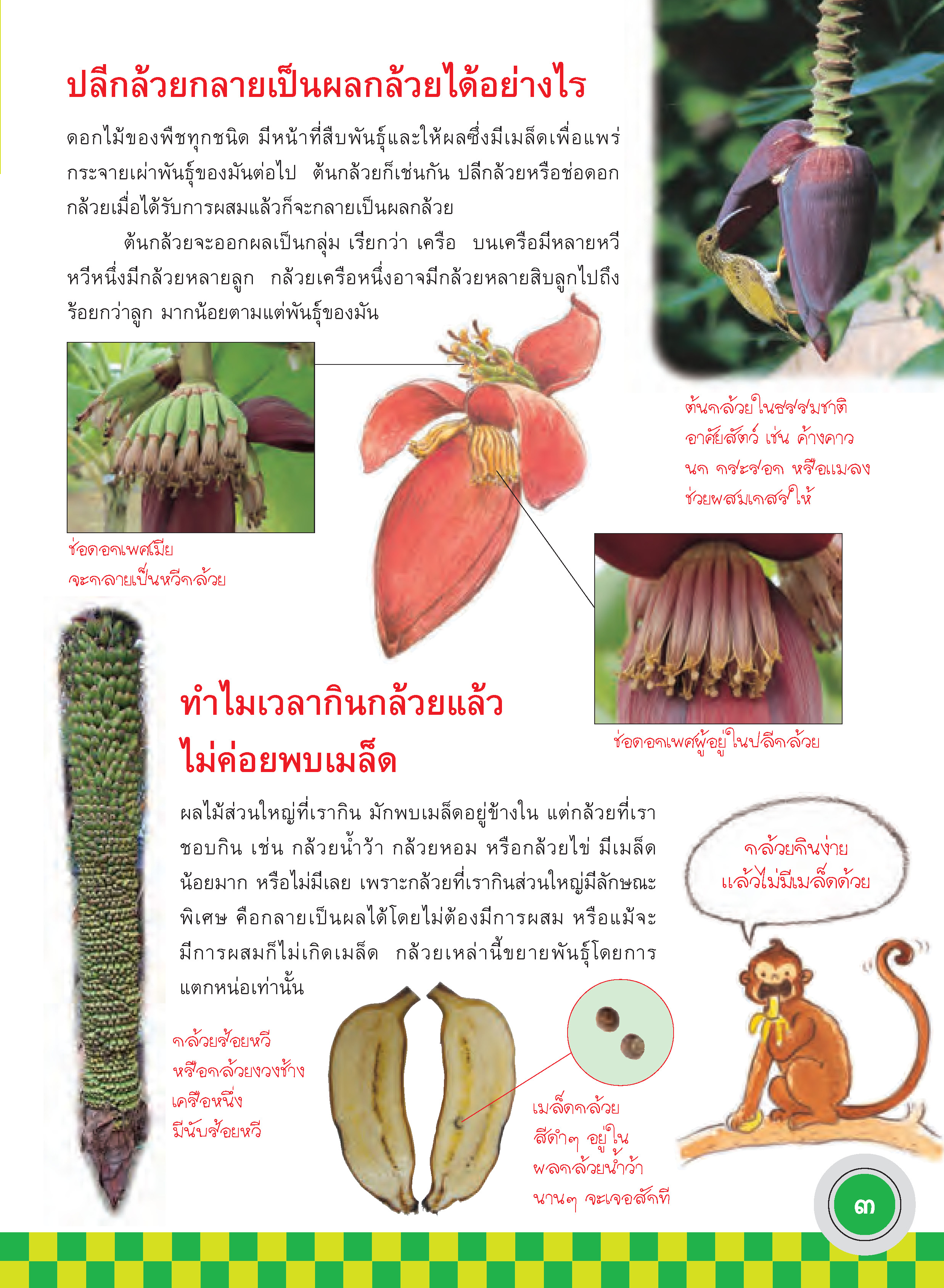 ภูมิใจไทย-กล้วยไทย(อาเซียน)