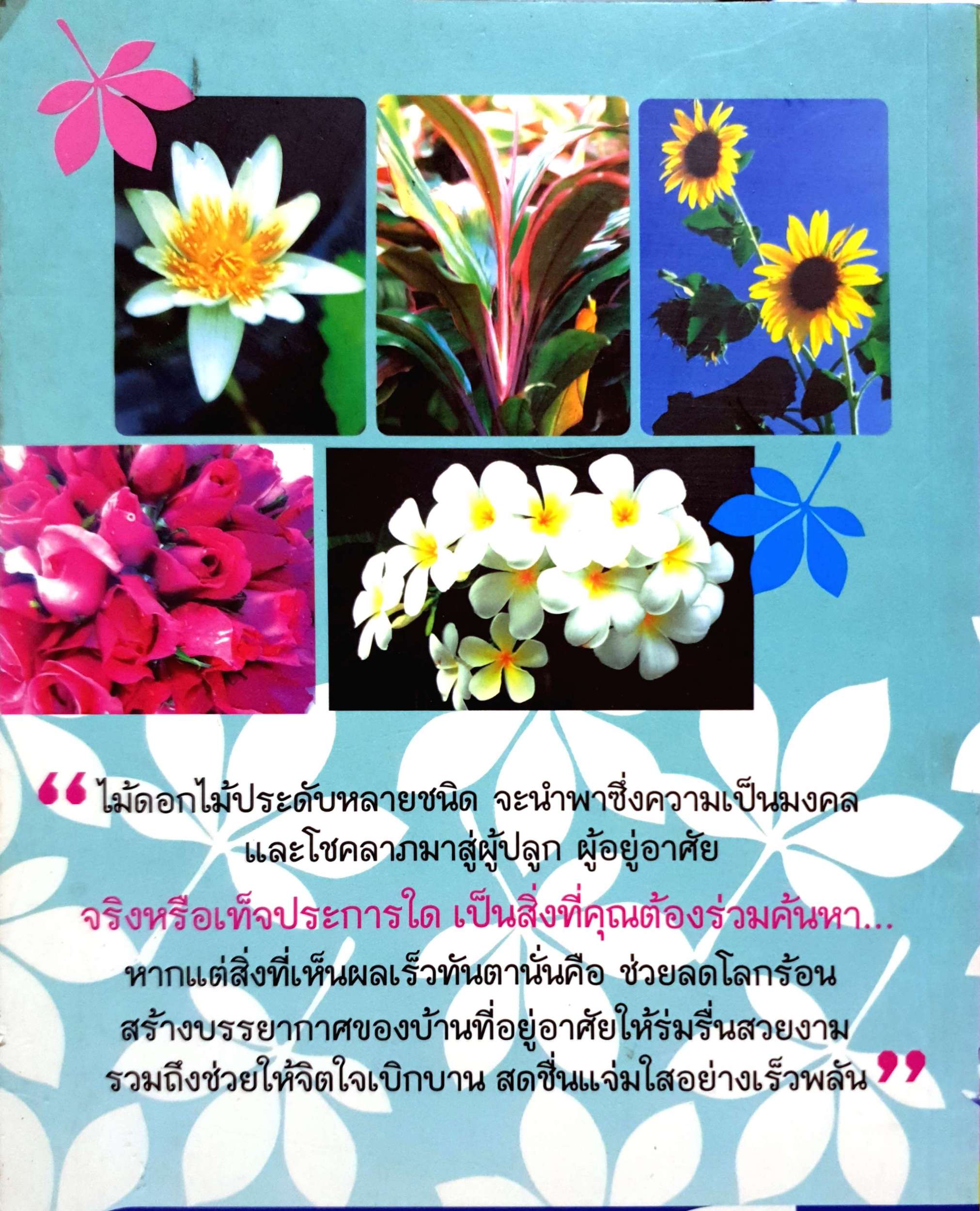 ไม้ดอก ไม้ประดับมงคล นำโชค โดย ปาลิตา เอื้ออังกูร