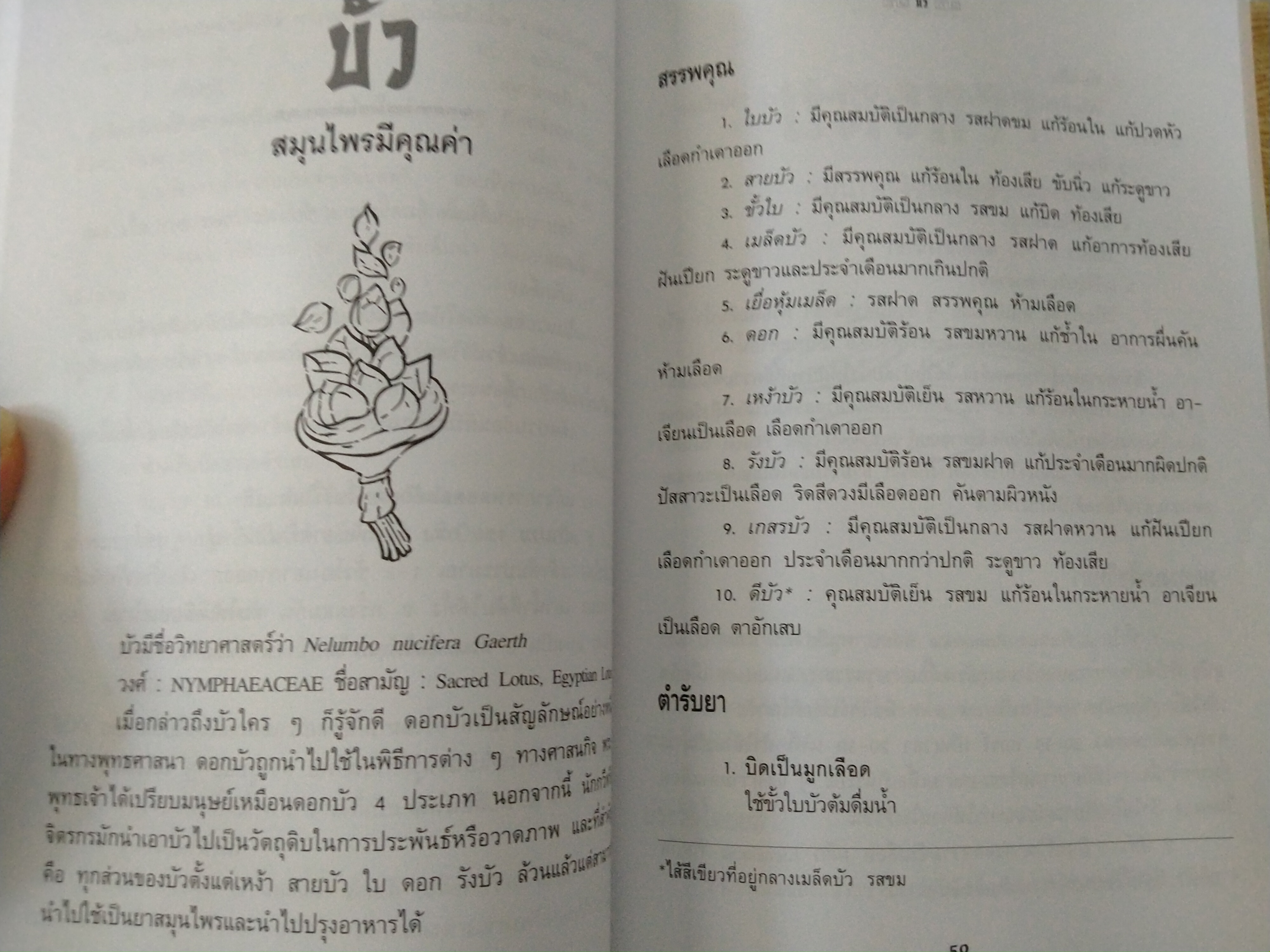 อาหารสมุนไพร ในทัศนะจีน - ตะวันตก