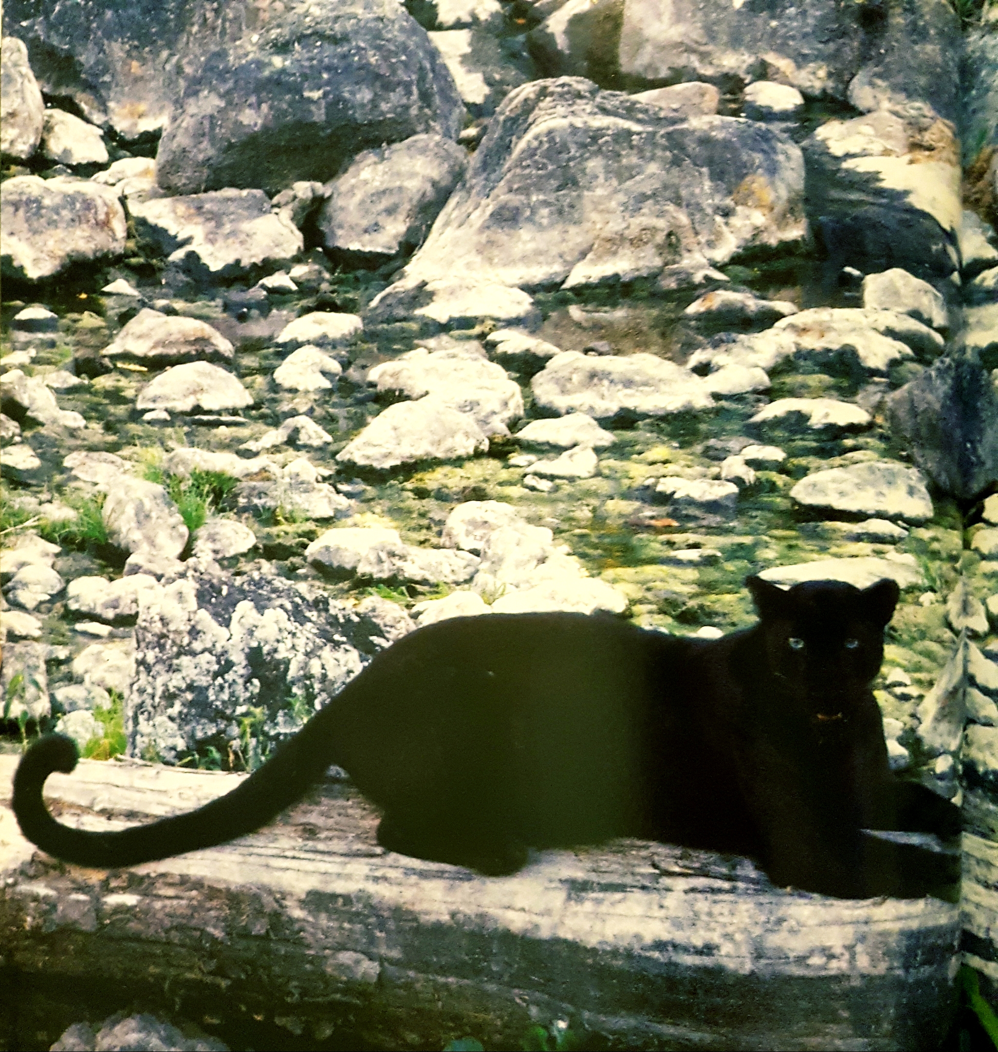 สัตว์ป่าในราชอาณาจักรไทย Wildlife in the Kingdom of Thailand