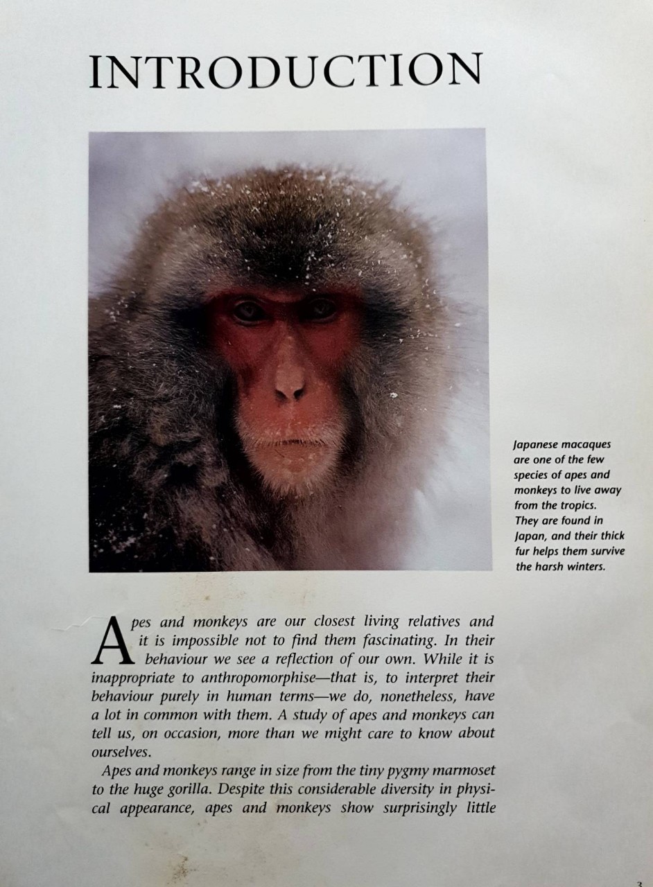 MONKEYS & APES : Paul Sterry