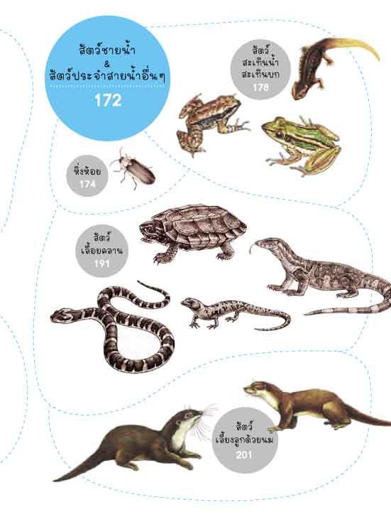 นักสืบสายน้ำ คู่มือสัตว์ลำธาร