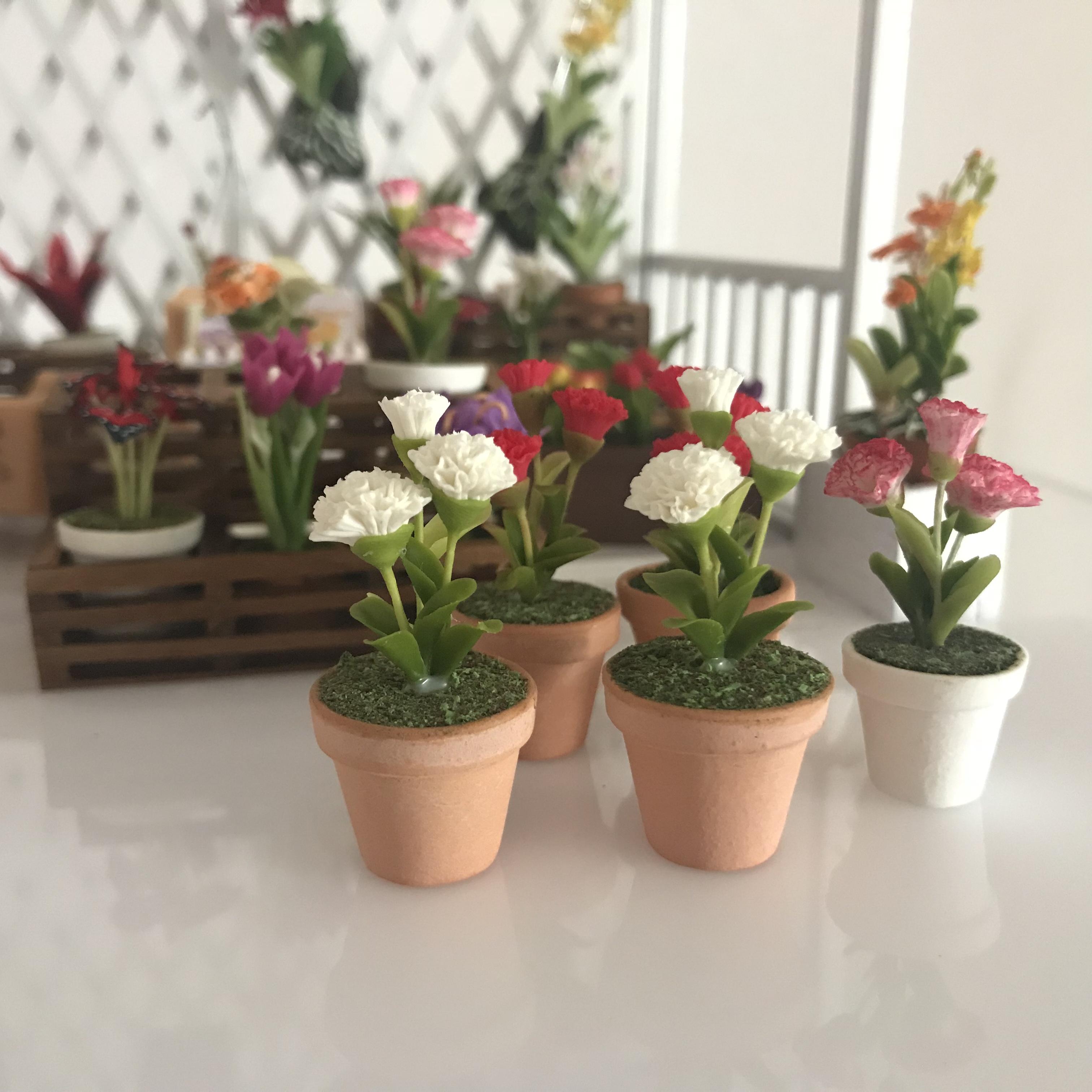 Miniature plant,flower in pot