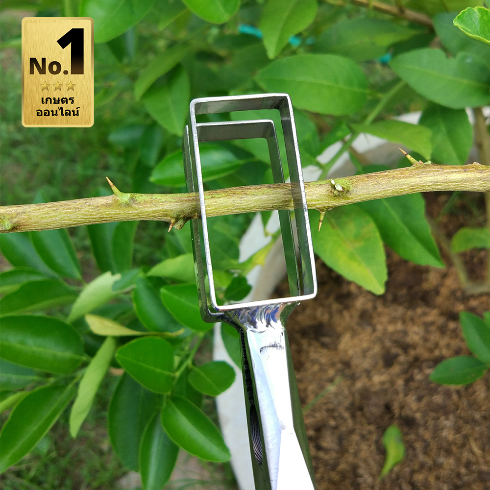 คีมตอนกิ่ง ใบมีดสแตนเลส ขนาด 10 นิ้ว