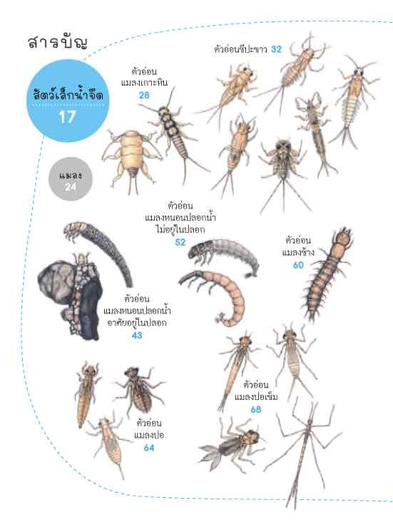นักสืบสายน้ำ คู่มือสัตว์ลำธาร