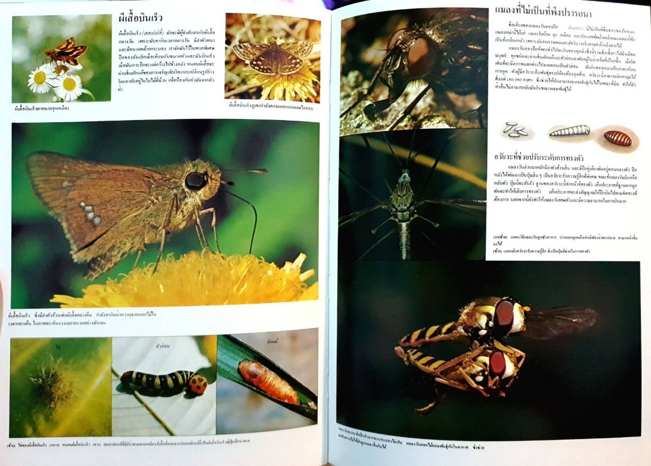 ขุมทรัพย์ความรู้สำหรับเด็ก แมลง : ไทยวัฒนาพานิช