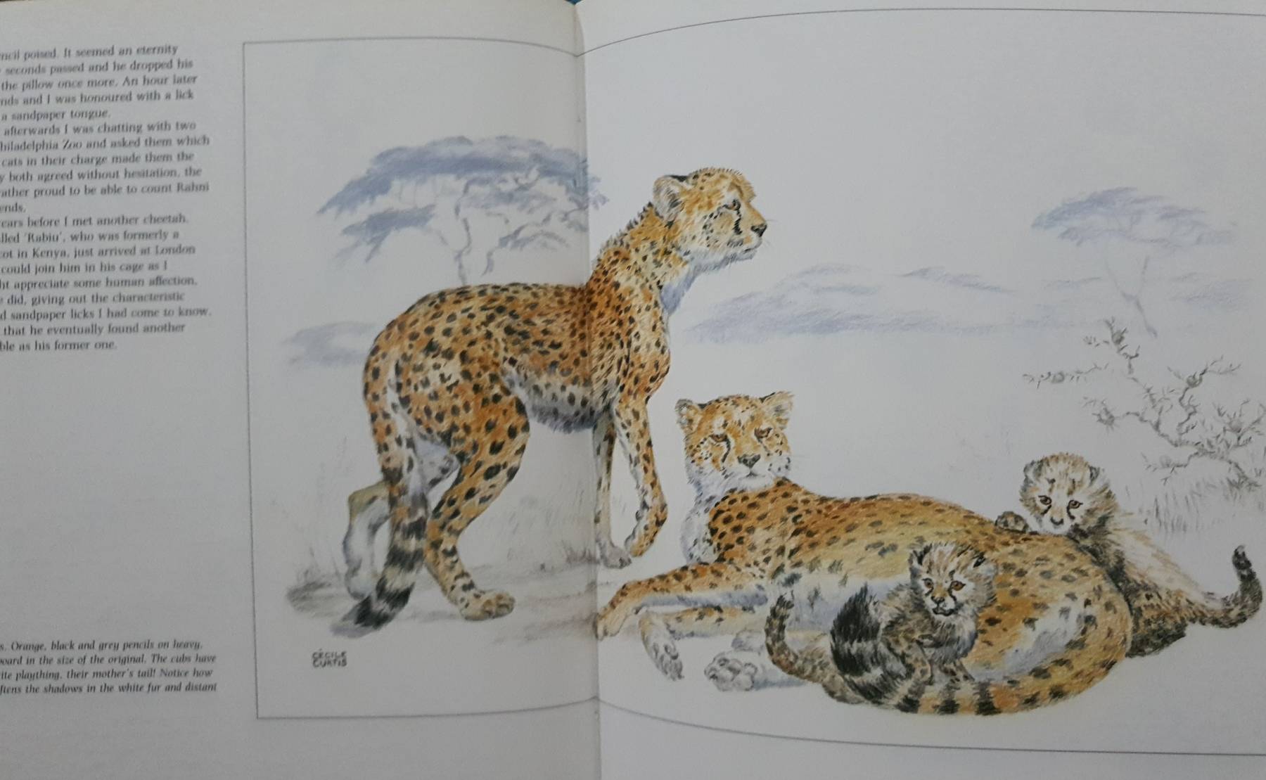 Drawing and Painting Animals : Cecile Curtis (Hardcover) 1990