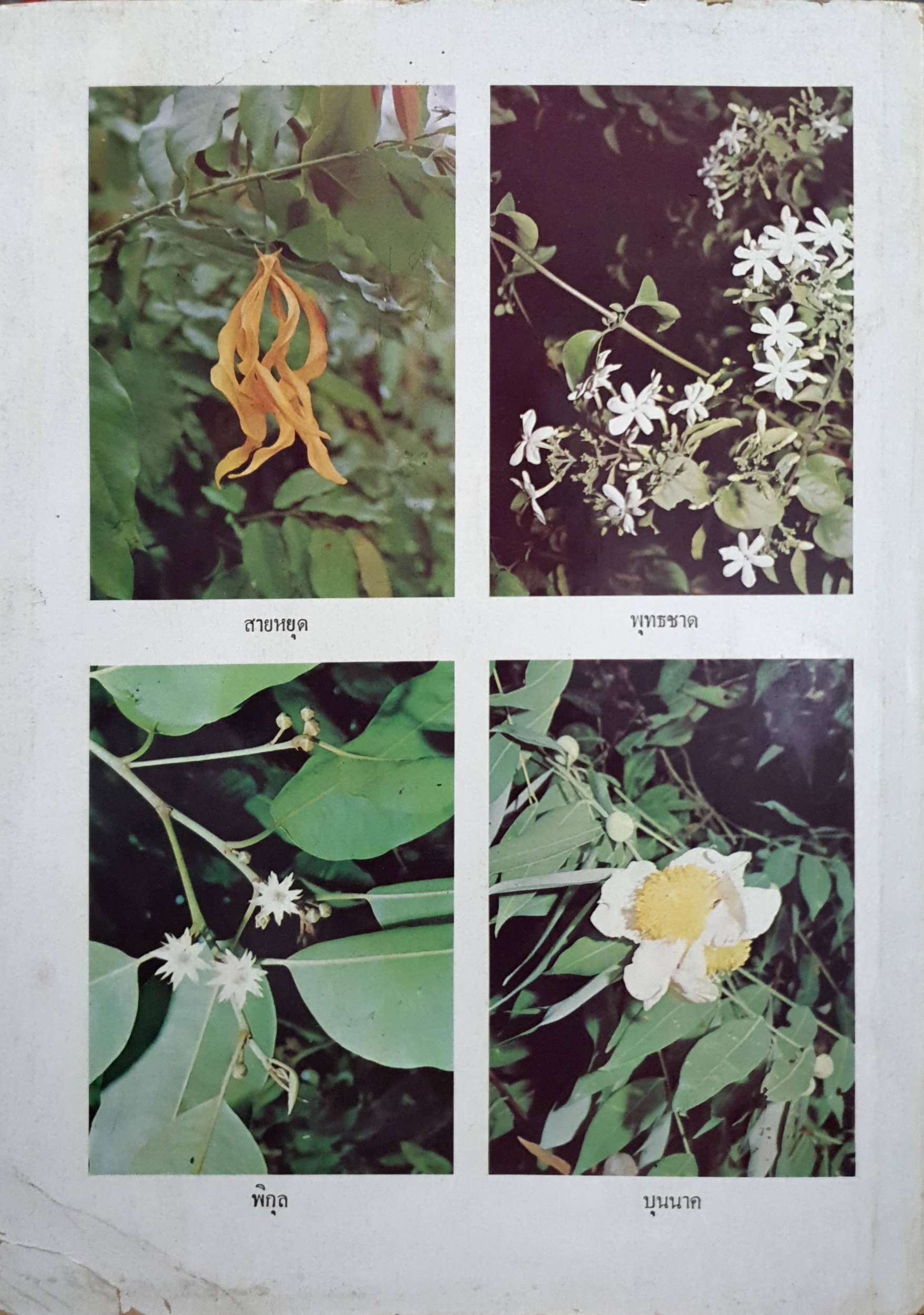 ดอกไม้ในวรรณคดี ของ ภราดา อำนวย ปิ่นรัตน์ by brother of St.Gabriel พิมพ์ปี 2522