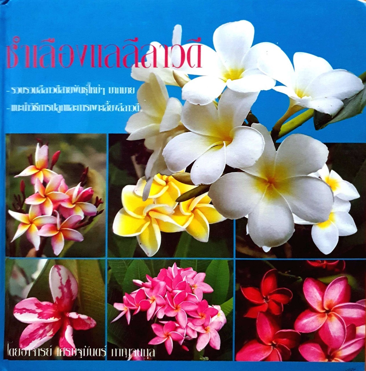 ชำเลืองแล ลีลาวดี : เศรษฐมันตร์ กาญจนกุล