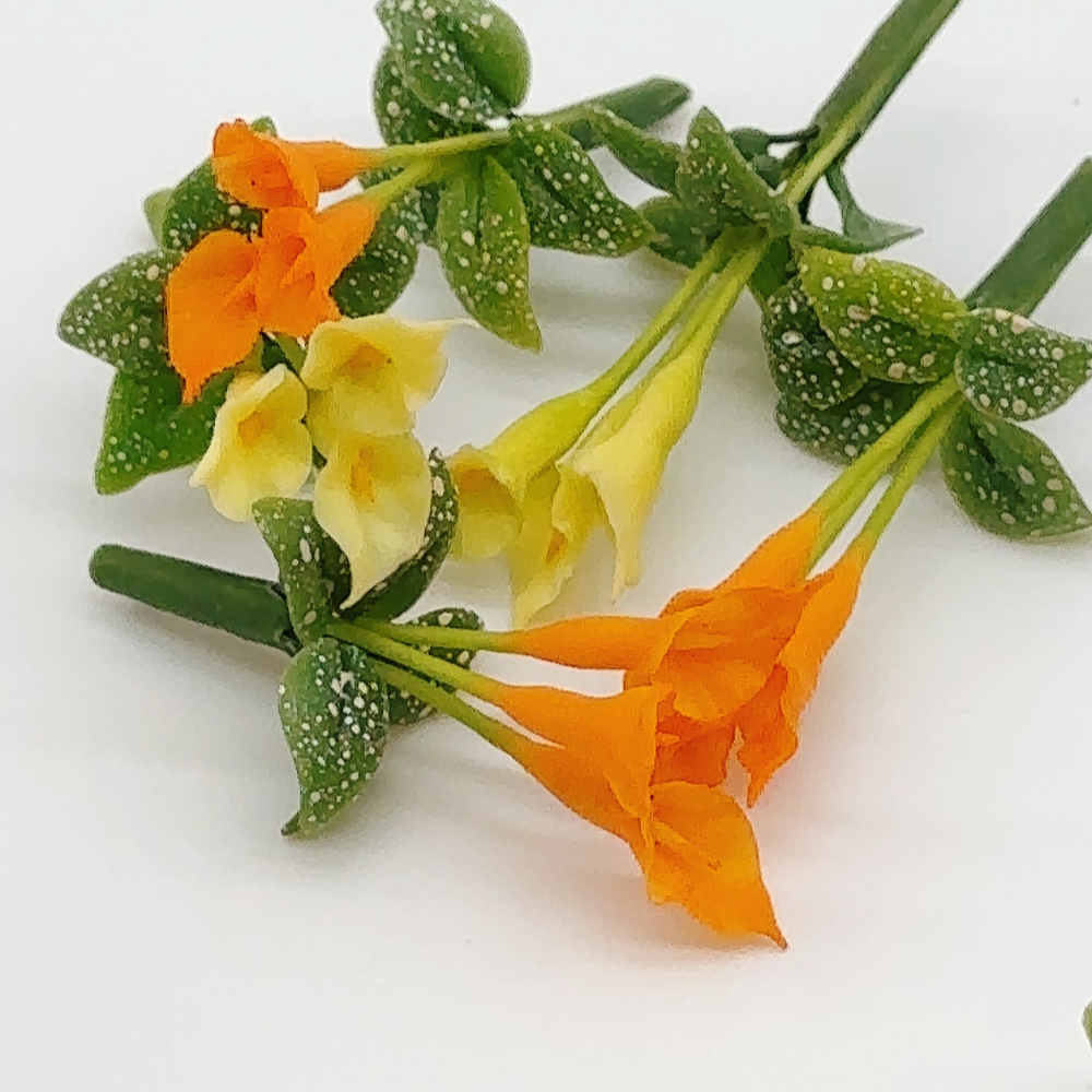 5 ช่อ คาร่าจิ๋ว ดอกไม้จิ๋ว แบบไม่มีกระถาง