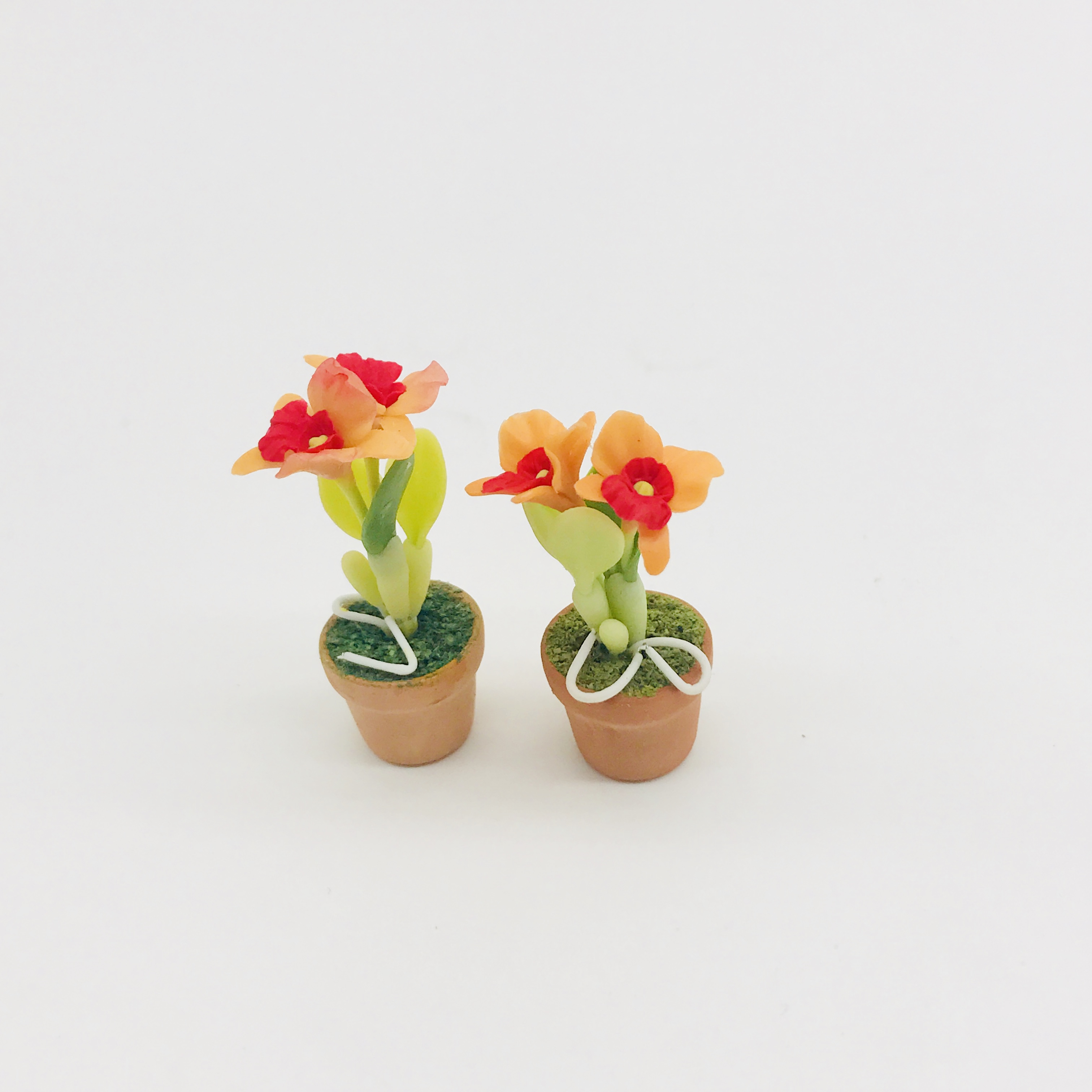Miniature plant,flower in pot Orchid orange