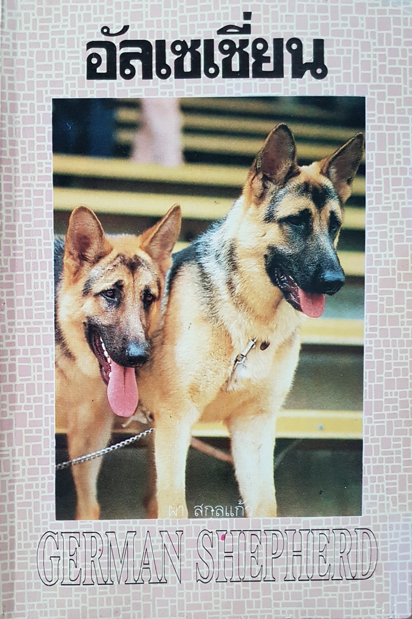 อัลเซเชี่ยน German Shepherd....ผา สกุลแก้ว
