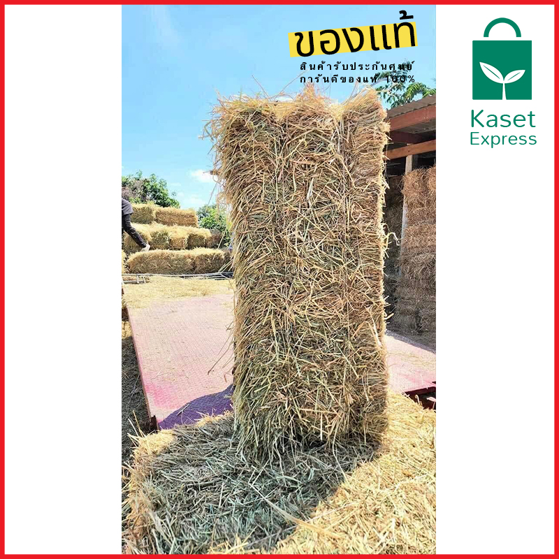 จำหน่ายฟางอัดก้อน คุณภาพ ราคาส่ง – ราคาเกษตรกร จัดส่งทั่วไทย