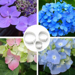 แม่พิมพ์