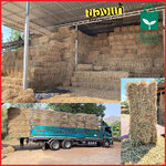 จำหน่ายฟางอัดก้อน คุณภาพ ราคาส่ง – ราคาเกษตรกร จัดส่งทั่วไทย