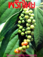 พริกไทย ภูวนาท นนทรีย์