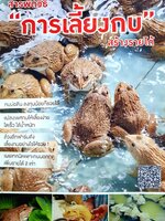 สารพัดวิธี "การเลี้ยงกบ" สร้างรายได้ กบบ่อดิน ลงทุนน้อยก็รวยได้