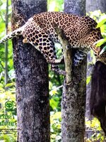 สัตว์มีค่า ป่ามีคุณ : โครงการปลูกจิตสำนึกอนุรักษ์ธรรมชาติและสิ่งแวดล้อม (ปกแข็ง)