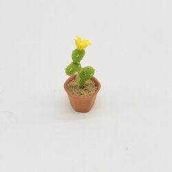 Miniature Cactus