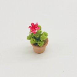 Miniature Cactus