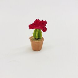 Miniature Cactus