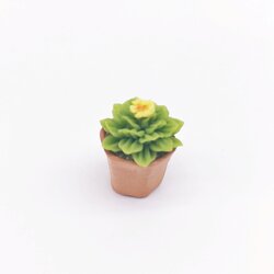 Miniature Cactus