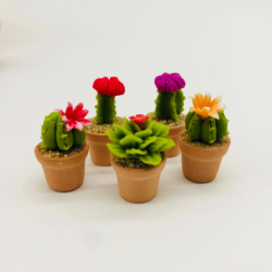 กระบองเพชรจิ๋วเป็นชุด 5 ชิ้น