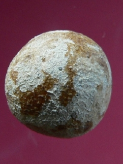 (3) ลูกอมวัดไผ่ล้อม หลวงปู่ทิมปลุกเสก ปี 2513 พร้อมบัตรรับรอง