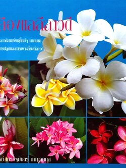 ชำเลืองแล ลีลาวดี : เศรษฐมันตร์ กาญจนกุล