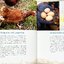 สูตรเมนูไข่ไก่อาหารไทย นานาชาติ และของหวาน (Oriental Egg Recipes)