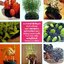 สวนกระถางจากเมล็ดผักผลไม้ เล่ม 1 Huilan Lin
