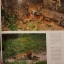 สัตว์ป่าในราชอาณาจักรไทย Wildlife in the Kingdom of Thailand