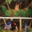 สัตว์ป่าในราชอาณาจักรไทย Wildlife in the Kingdom of Thailand