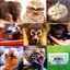 ZOOBORNS : Andrew Bleiman , Chris Eastland